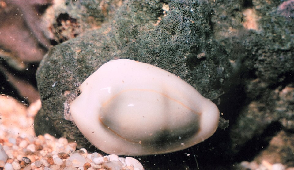 Kauri-Muscheln (Cypraea moneta)